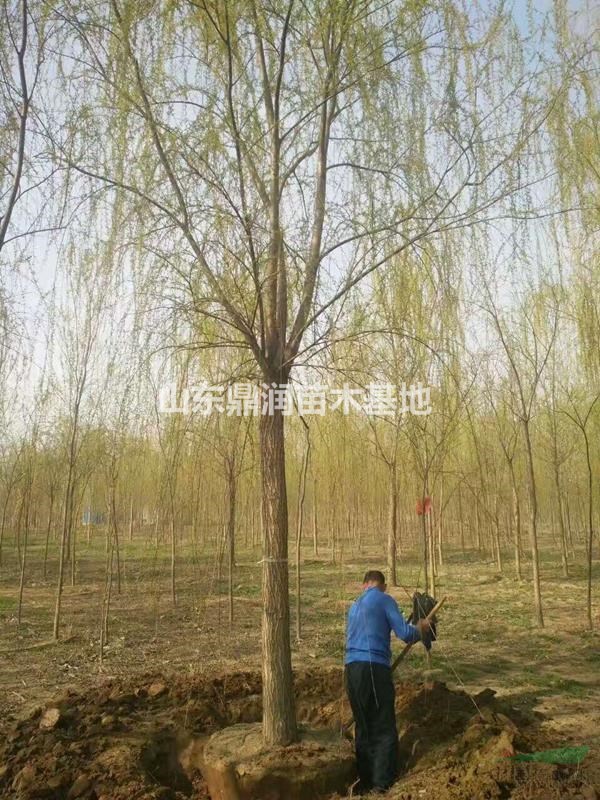 未來18公分垂柳綜合指數(shù)