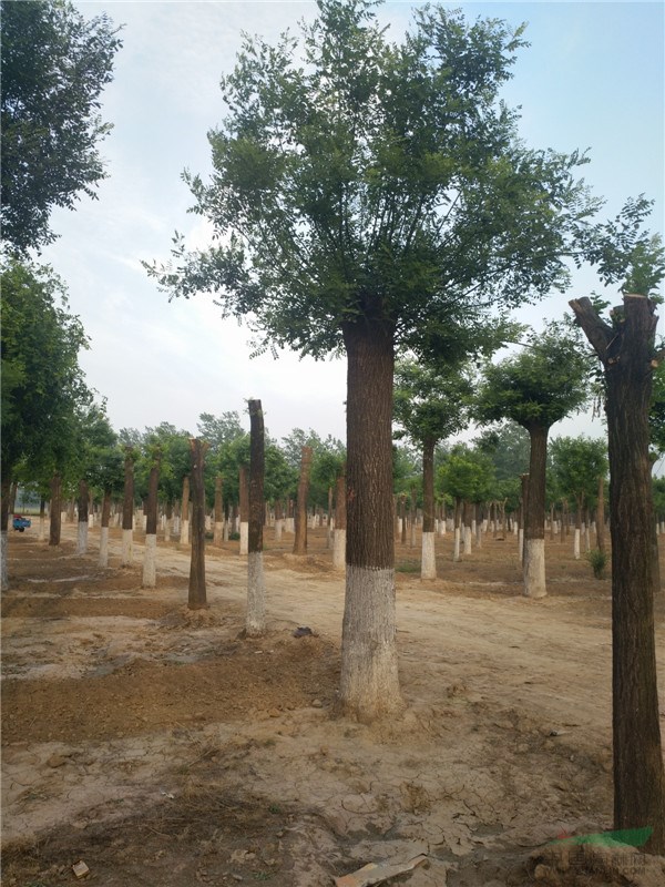 70公分皂角樹種植基地在哪