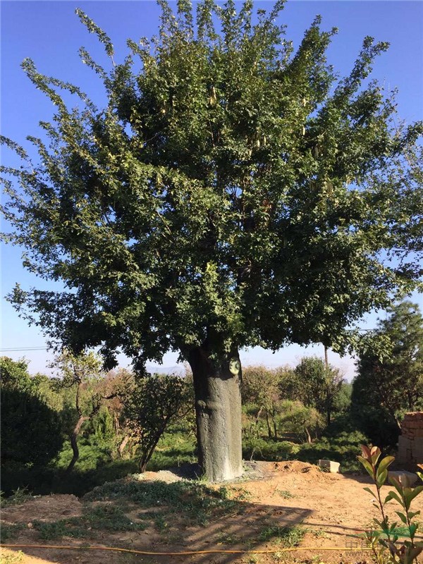 70公分皂角樹種植基地在哪