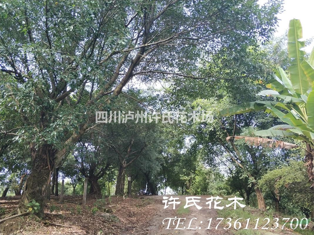 小葉榕，四川小葉榕，生熟貨小葉榕。