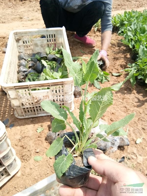 千屈菜 100萬盆大量現(xiàn)貨供應(yīng) 質(zhì)優(yōu)價廉 營養(yǎng)袋苗 成活率高