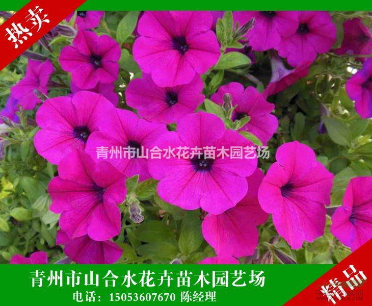 矮牽牛 牽?；?營(yíng)養(yǎng)袋苗 大量現(xiàn)貨供應(yīng) 顏色美麗 成活率高