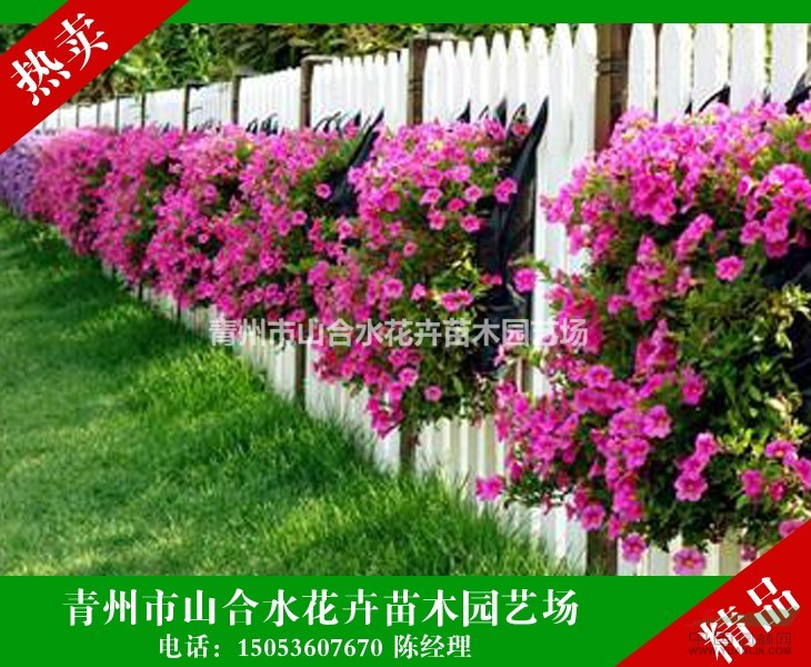 矮牽牛 牽?；?營(yíng)養(yǎng)袋苗 大量現(xiàn)貨供應(yīng) 顏色美麗 成活率高