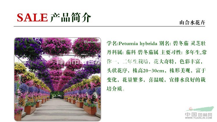 垂吊牽牛  垂釣牽?；?小苗 成品苗 營(yíng)養(yǎng)杯苗 成活率高