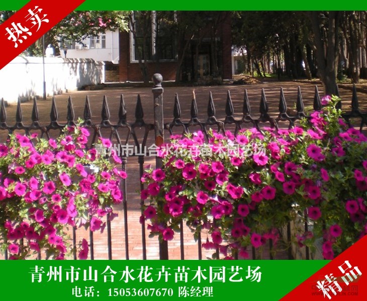 垂吊牽牛  垂釣牽?；?小苗 成品苗 營(yíng)養(yǎng)杯苗 成活率高