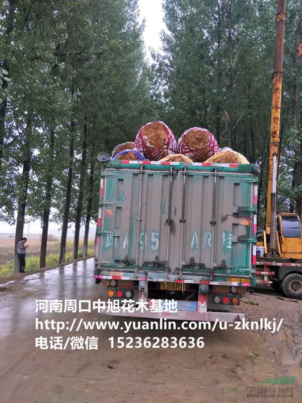 20公分楸樹，上貨中，歡迎垂詢