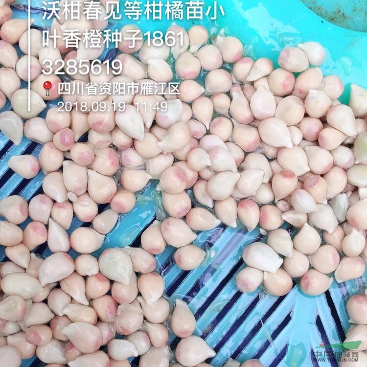 資陽香橙種子，四川小葉軟枝香橙種子