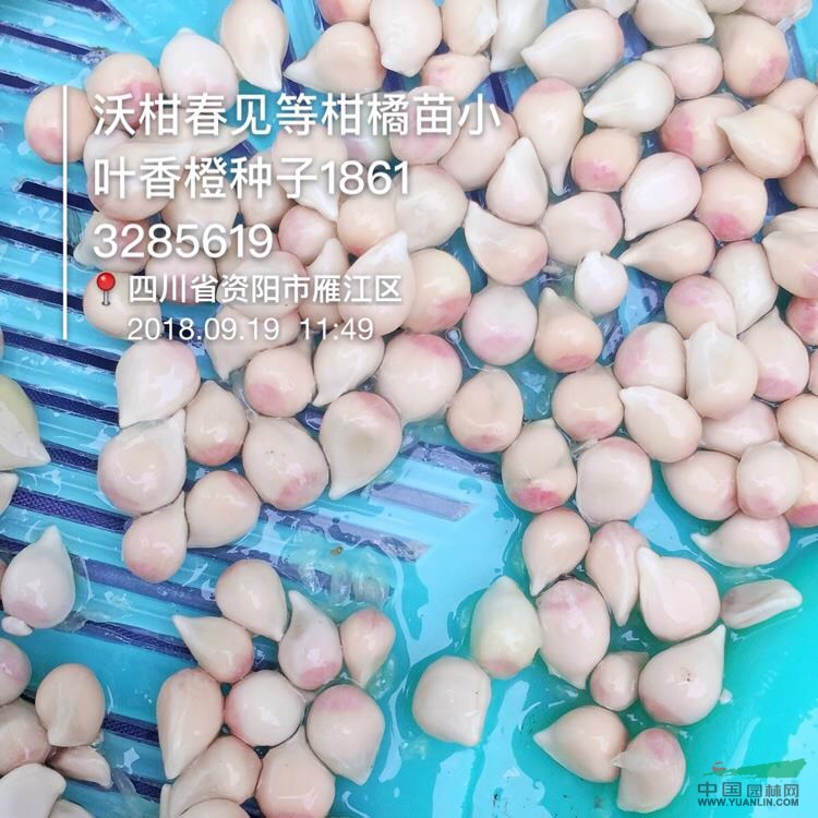 資陽香橙種子，四川小葉軟枝香橙種子