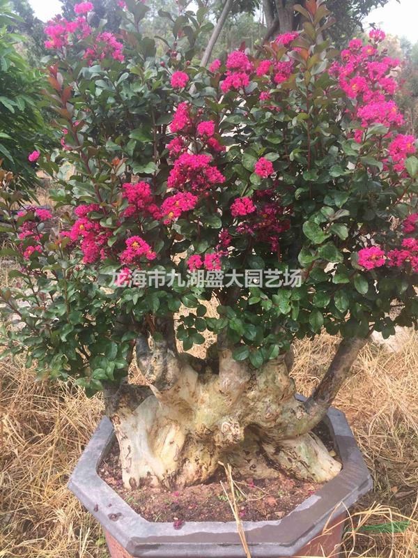 紫薇樁景 紫薇樁頭 紫薇老樁 紫薇樹樁 紫薇樁圖片