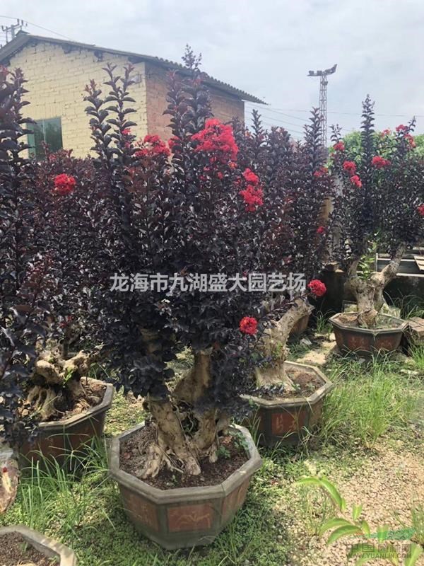 紫薇樁景 紫薇樁頭 紫薇老樁 紫薇樹樁 紫薇樁圖片