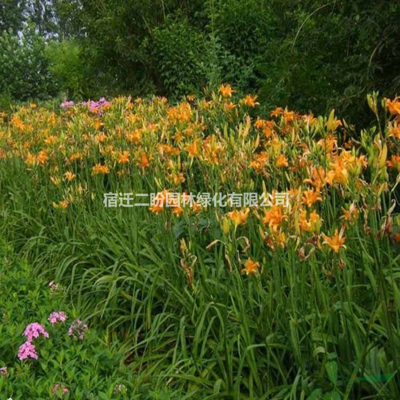 二盼園林大花萱草價(jià)格_大花萱草產(chǎn)地_大花萱草綠化苗木苗圃基地