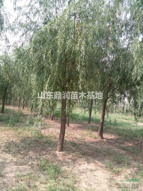 5公分垂柳價格報價多少