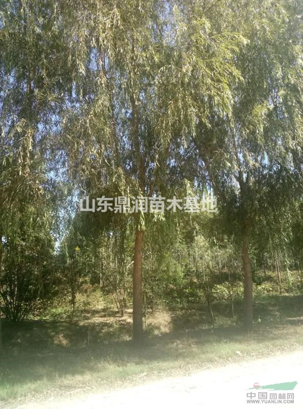 5公分垂柳價格報價多少