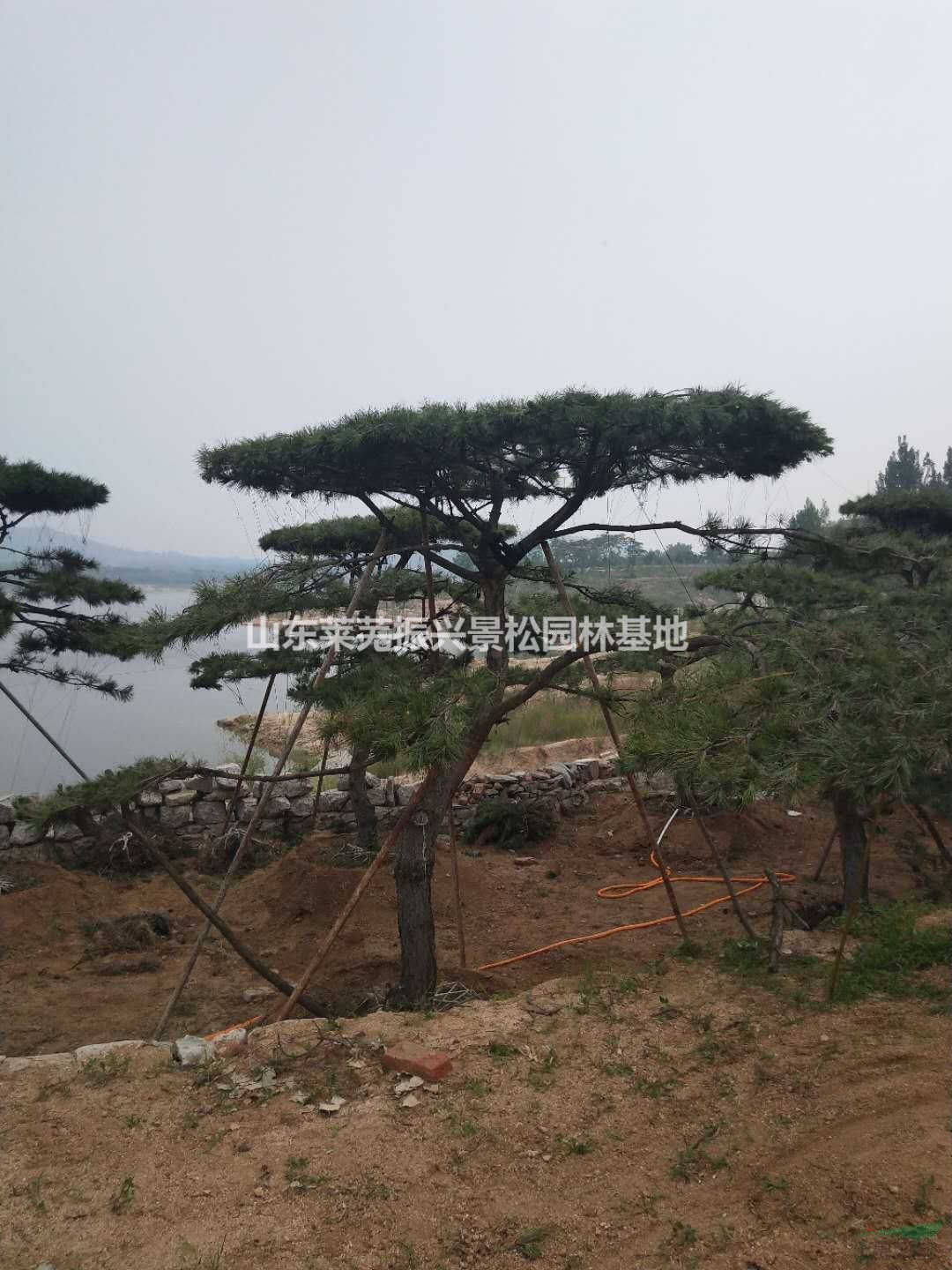 山東萊蕪造型松種植基地,山東造型松價(jià)格優(yōu)惠
