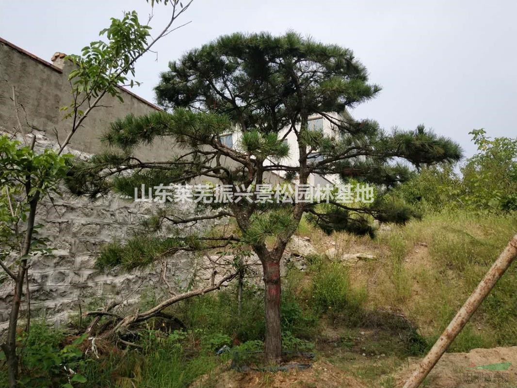 山東萊蕪造型松種植基地,山東造型松價(jià)格優(yōu)惠