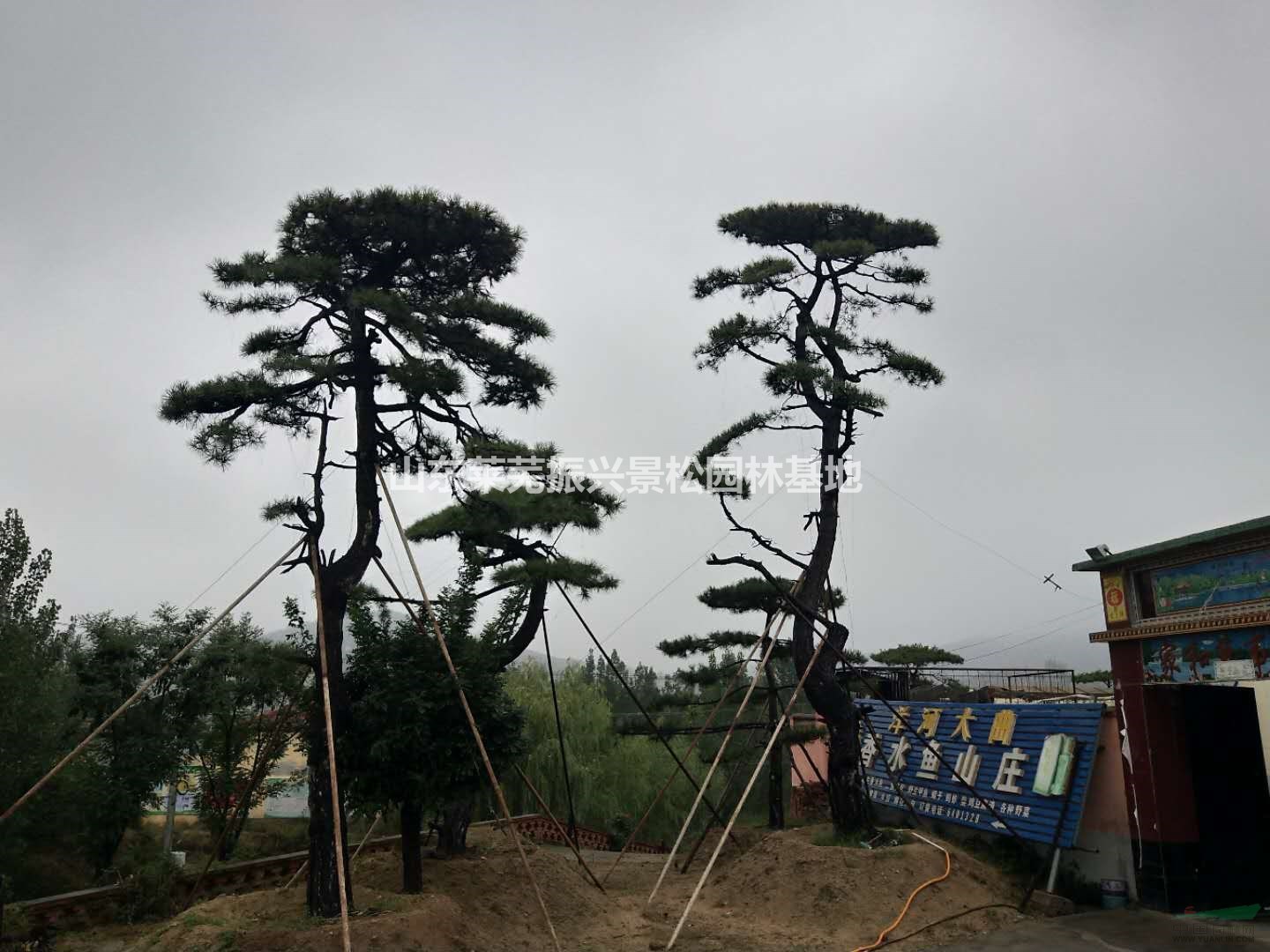 山東景觀松種植基地,景觀松價(jià)格優(yōu)惠