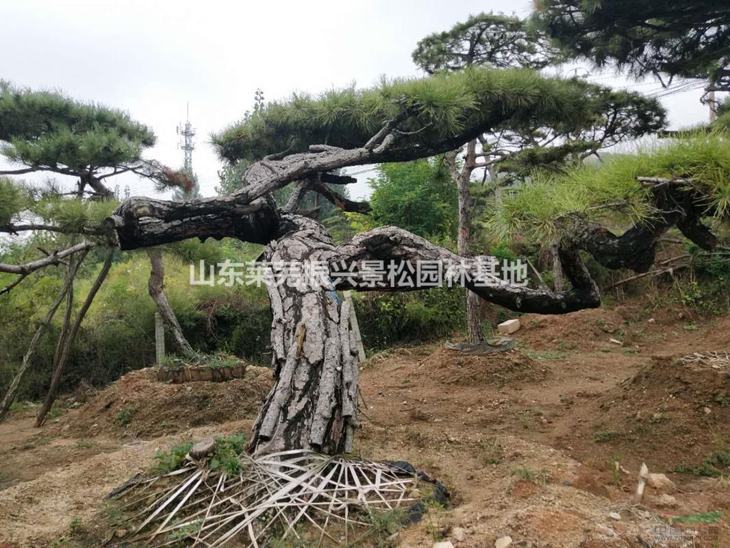 山東景觀松大量低價(jià)供應(yīng)