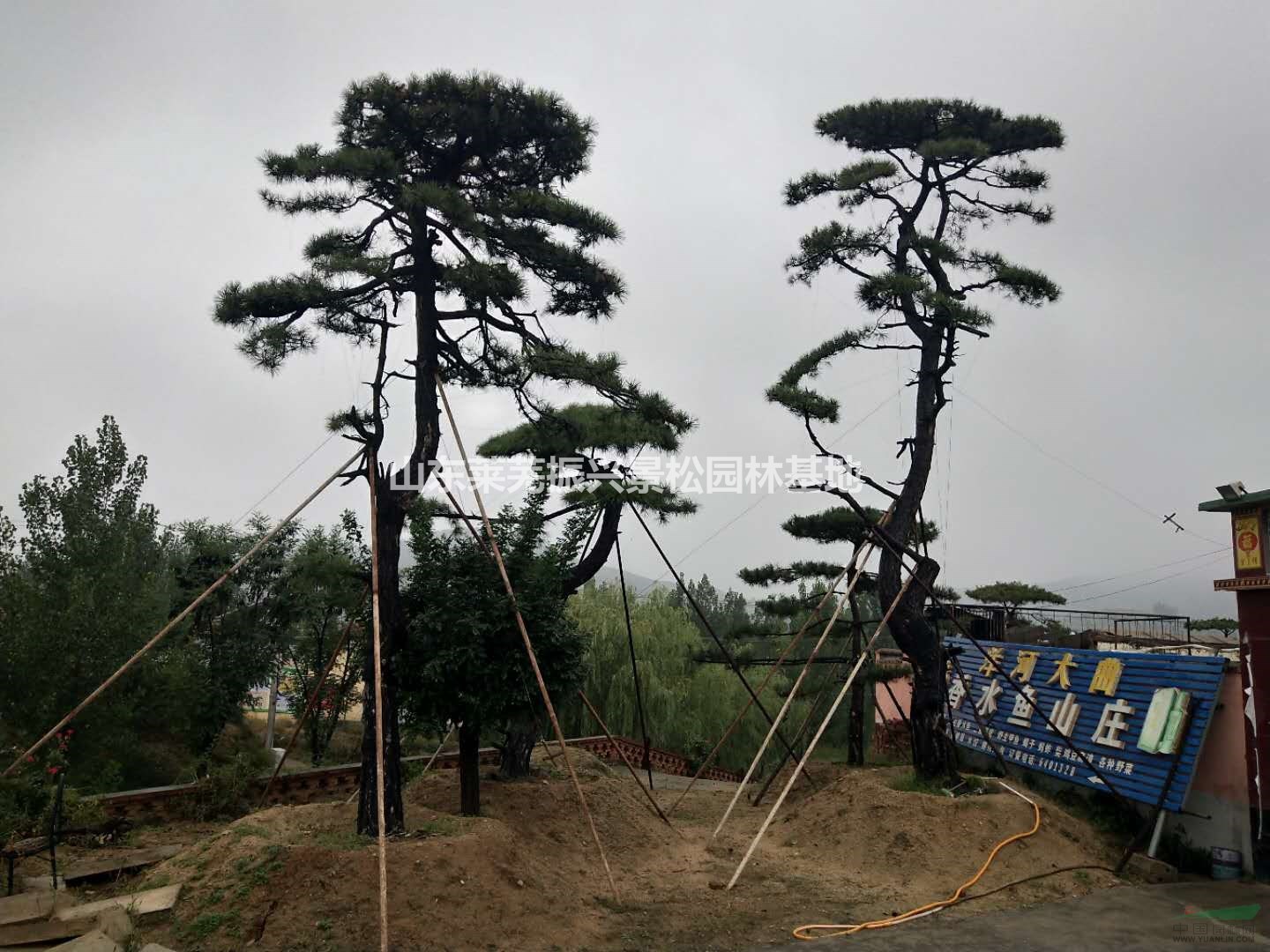 山東景觀松大量低價(jià)供應(yīng)