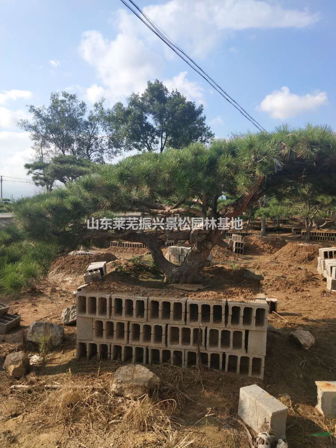 山東萊蕪振興松樹盆景低價供應(yīng)
