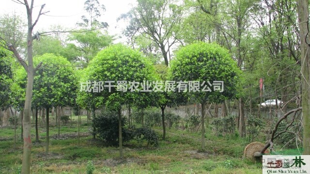 成都高桿桂花基地出售 精品高分枝桂花樹  獨桿桂花樹