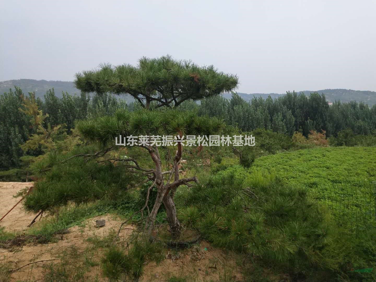 山東振興苗圃工程造型松價格