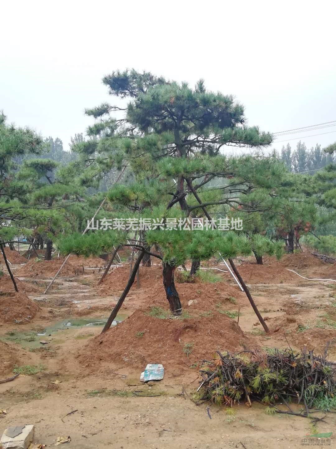 萊蕪工程造型松行情/工程造型松報價