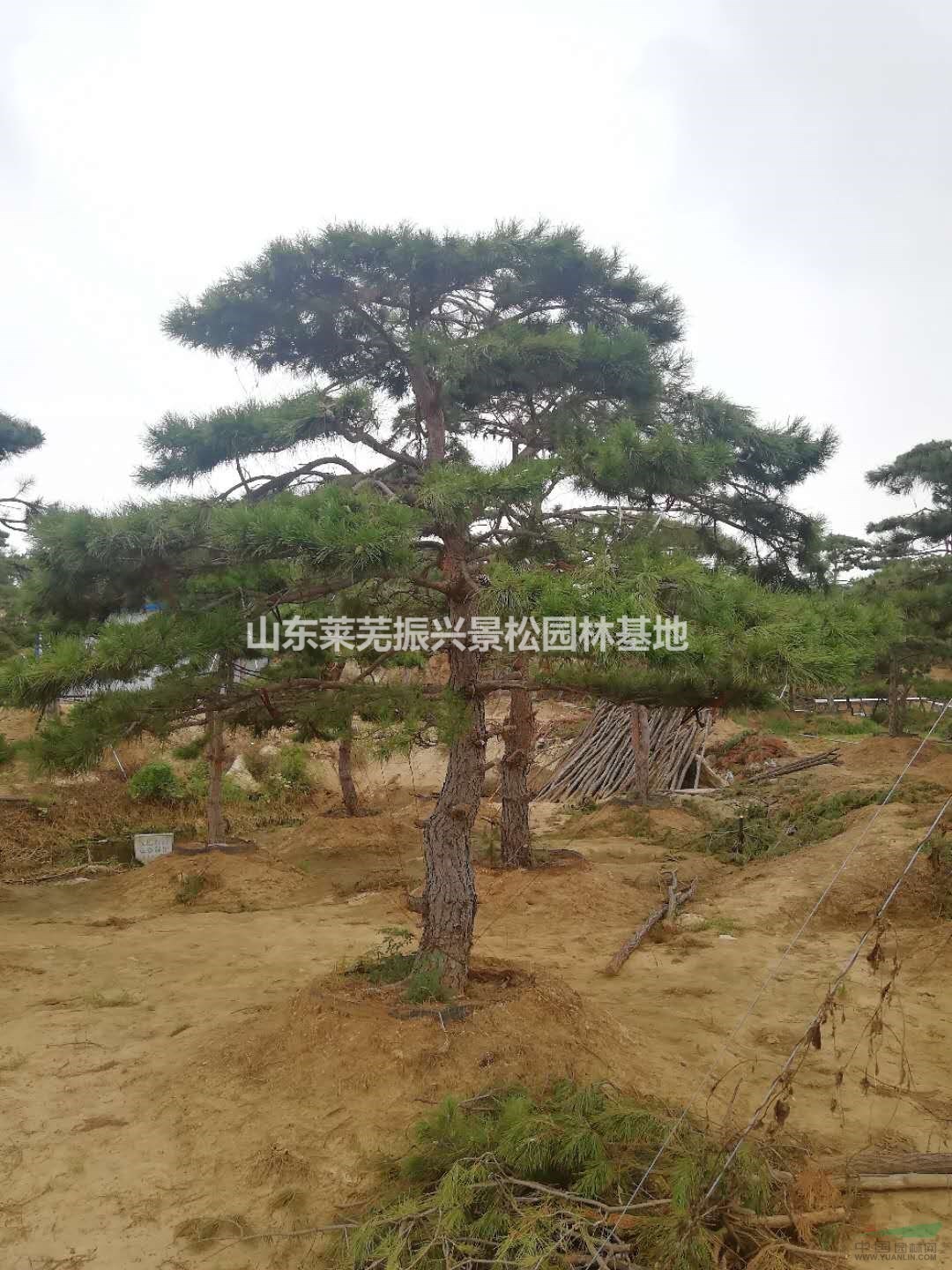萊蕪工程造型松質(zhì)量好,工程造型松哪里便宜