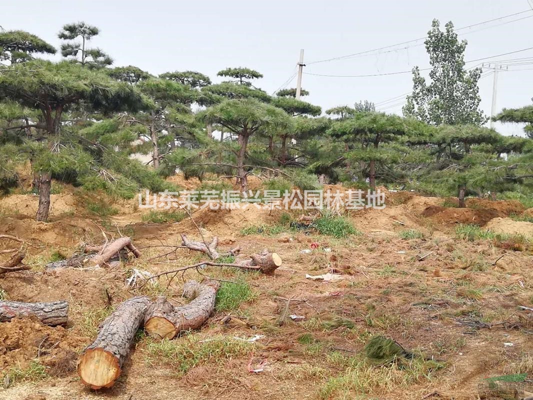 萊蕪工程造型松質(zhì)量好,工程造型松哪里便宜