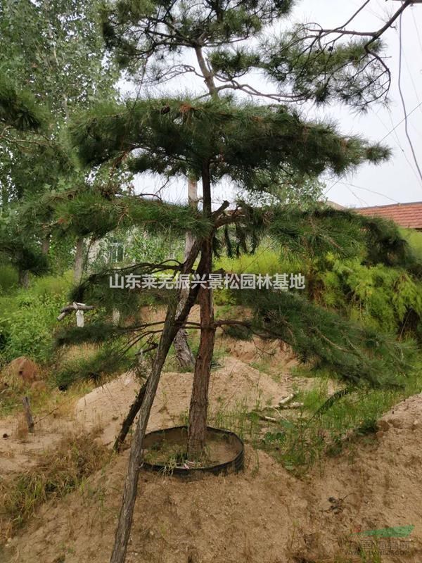 工程造型松哪里便宜,萊蕪工程造型松種植基地