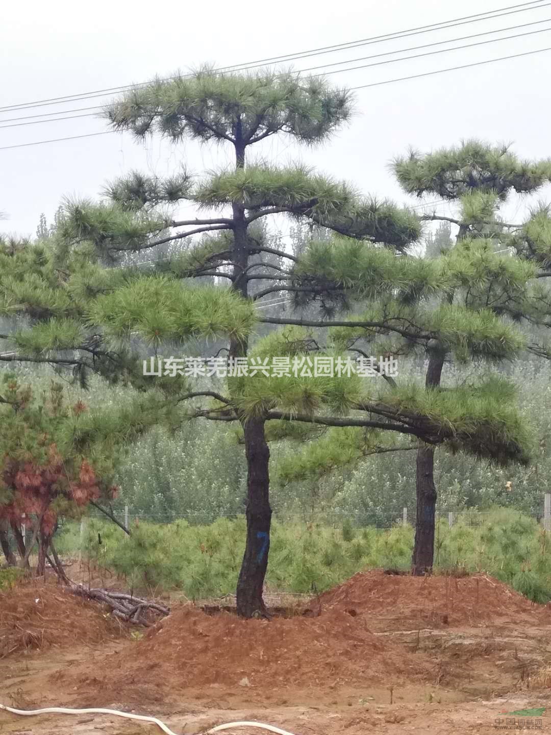萊蕪工程造型松哪里價格低,山東振興造型松基地