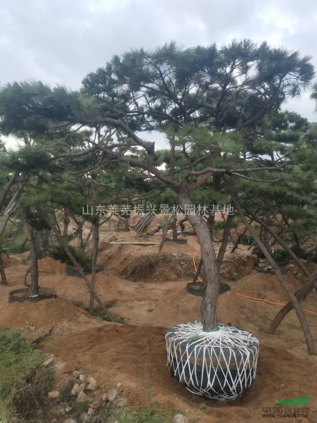 造型景觀松樹
