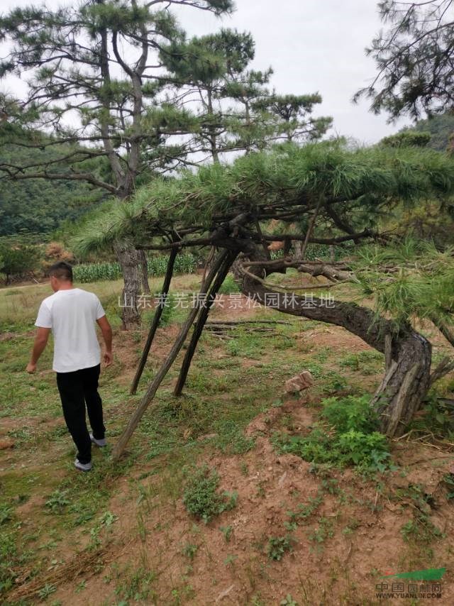造型景觀松樹