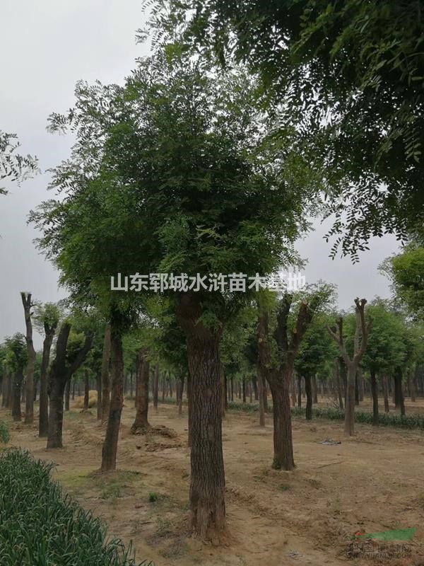 秋季18公分皂角價格出售18公分皂角樹