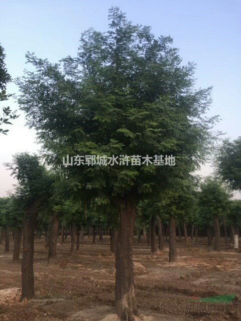 秋季18公分皂角價格出售18公分皂角樹