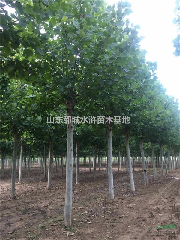 秋季18公分法桐價(jià)格報(bào)價(jià)