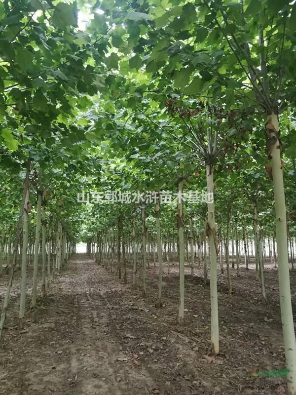 批量出售12公分移栽發(fā)帽法桐樹(shù)12公分法桐價(jià)格