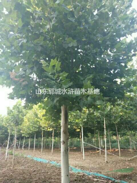 批量出售12公分移栽發(fā)帽法桐樹(shù)12公分法桐價(jià)格