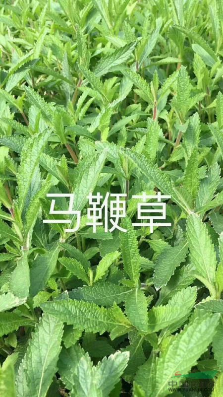 常年供应石竹  马鞭草各类草花