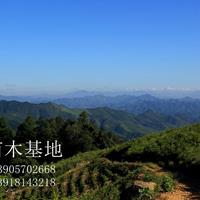 衢州大山里的紅豆杉/銀杏/香樟/雞爪槭/楓香/櫻花