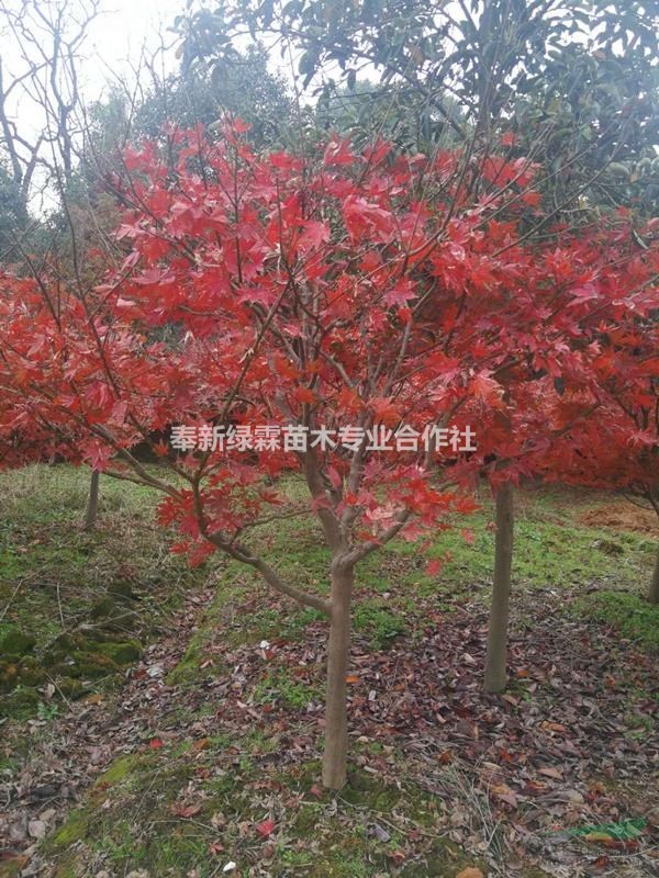 供應香樟.青楓.紅楓雞爪槭.楓香