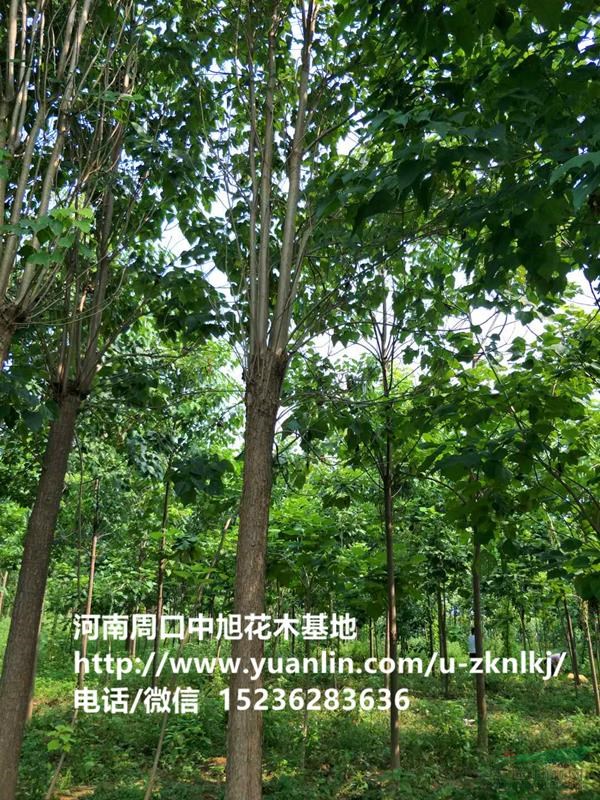 14公分楸樹，詢價中