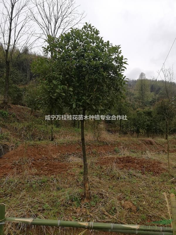 2公分3公分4公分5公分6公分桂花樹價格各多少錢一株