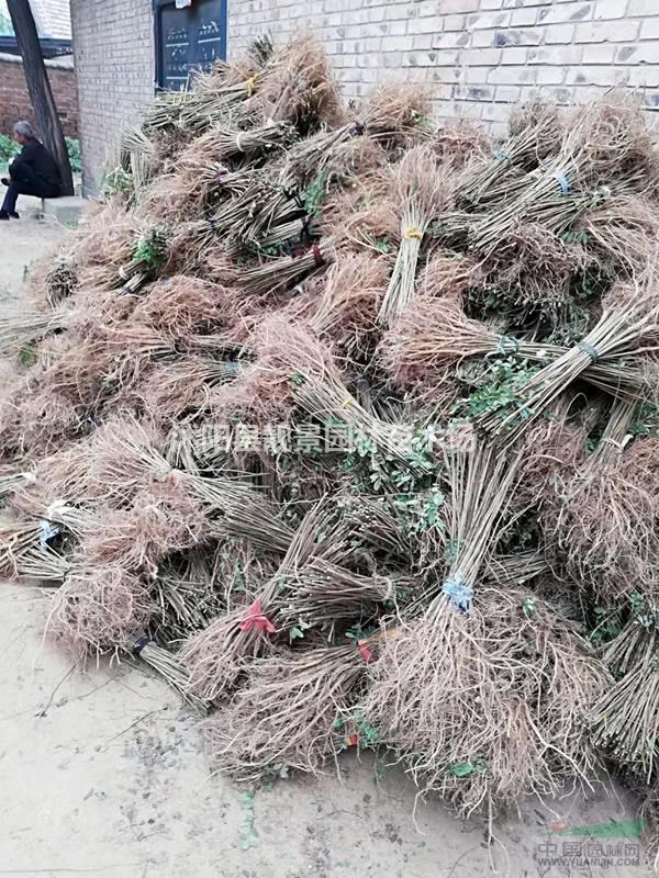 紫穗槐1米高供应商 紫穗槐江苏沭阳行情 紫穗槐哪里有