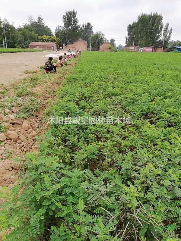 紫穗槐1米高供应商 紫穗槐江苏沭阳行情 紫穗槐哪里有