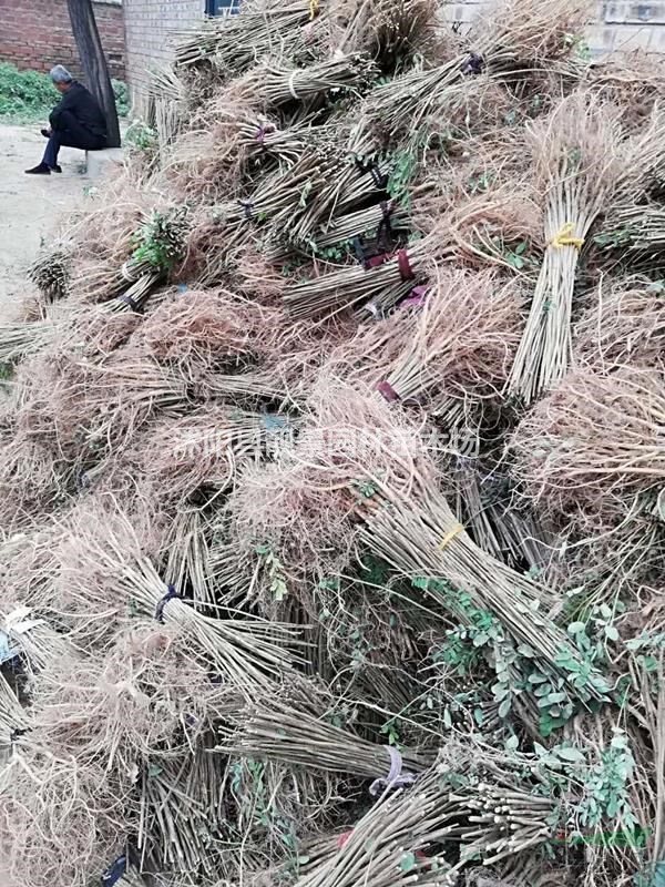 紫穗槐1米高供应商 紫穗槐江苏沭阳行情 紫穗槐哪里有