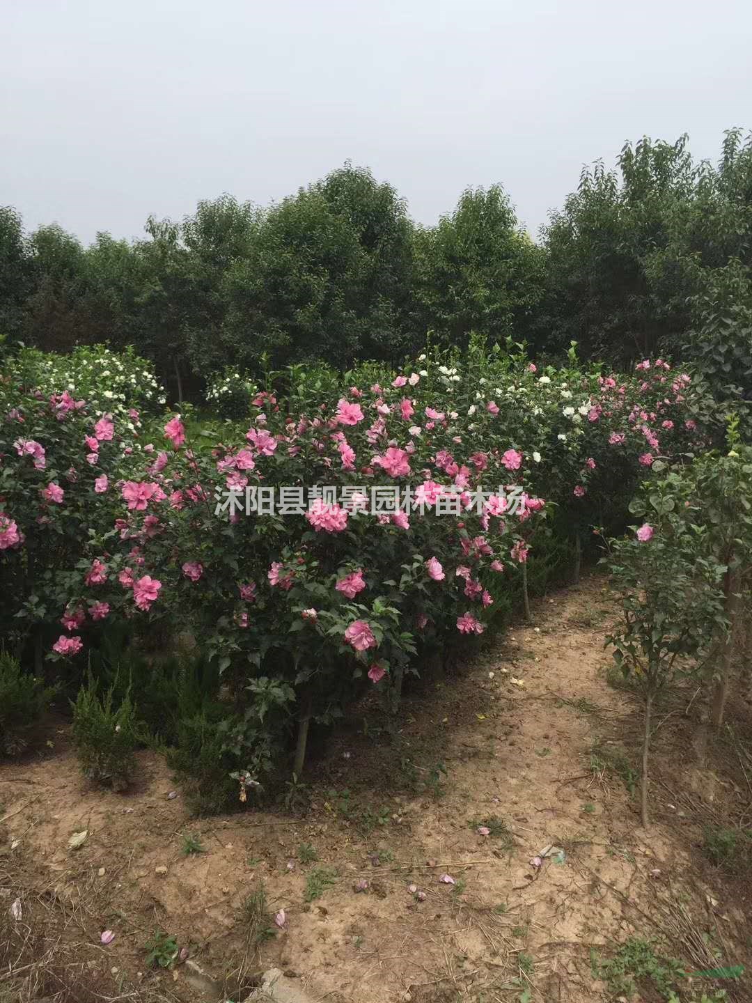 重瓣木槿苗供应商 木槿工程苗2-6公分粗 木槿介绍简介