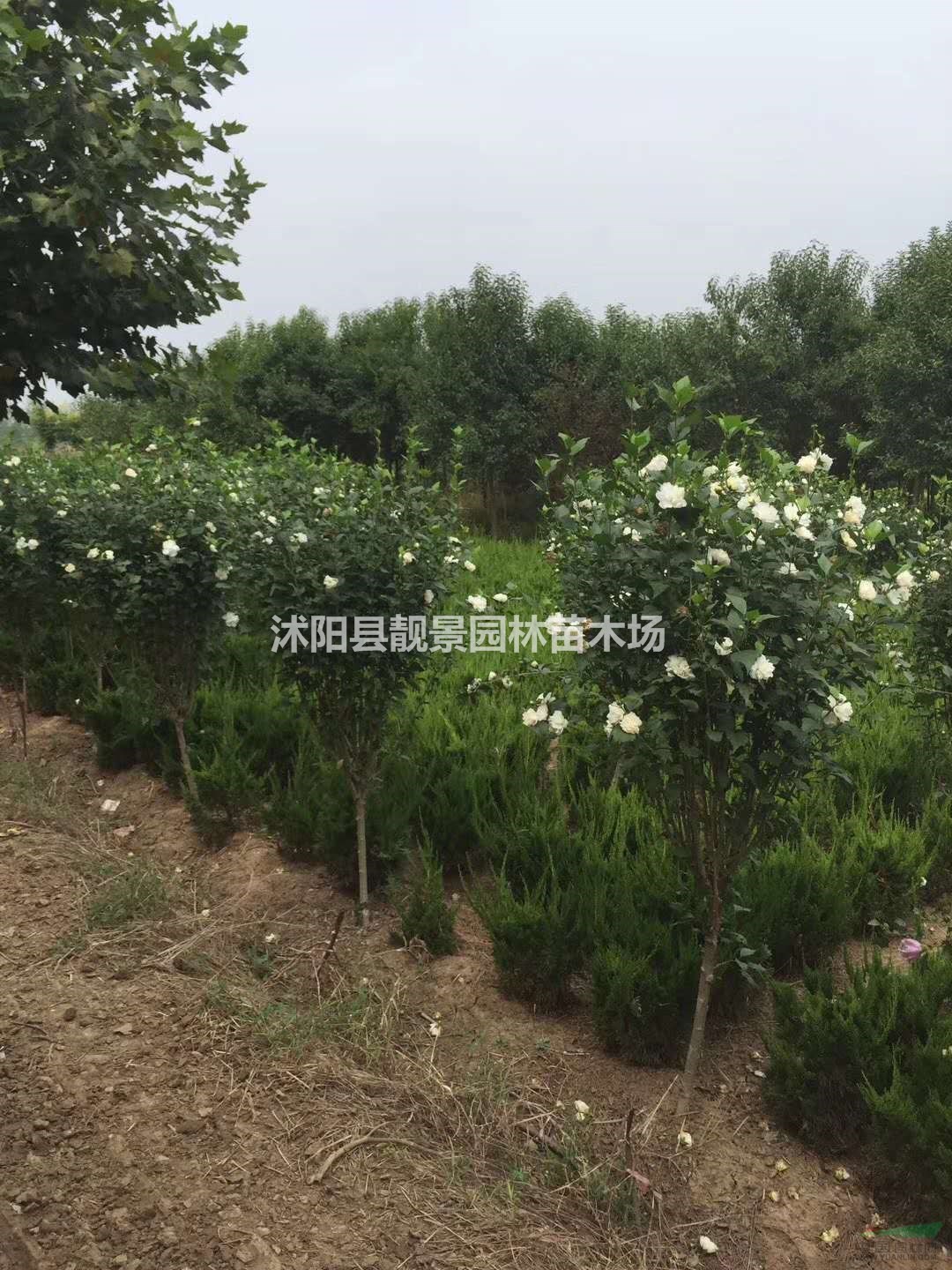 重瓣木槿苗供应商 木槿工程苗2-6公分粗 木槿介绍简介