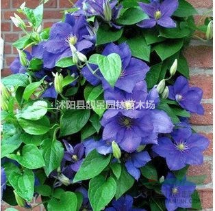 铁线莲苗介绍简介 铁线莲攀岩爬藤种植 铁线莲苗哪里有