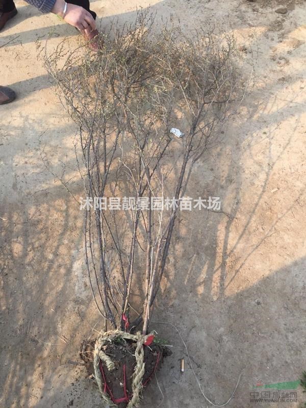 珍珠梅丛生行情 珍珠梅江苏沭阳供应商 珍珠梅哪里有