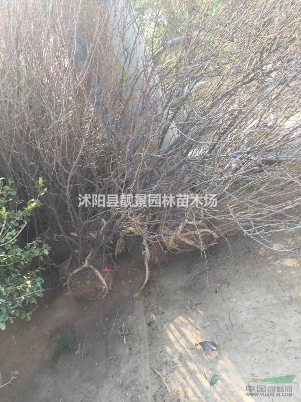 珍珠梅丛生行情 珍珠梅江苏沭阳供应商 珍珠梅哪里有